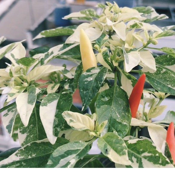 Hạt ớt giống HOT Palette Pepper (Var)