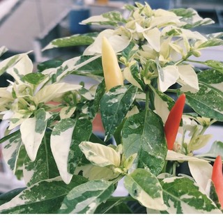 Hạt ớt giống HOT Palette Pepper