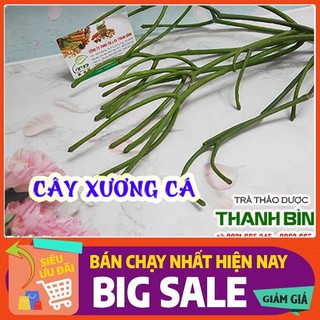 Cây Xương Cá 1Kg - Hàng Tươi Chất Lượng