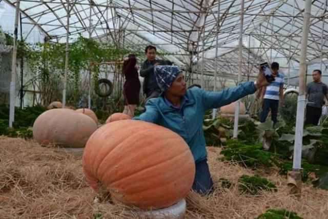 Hạt giống bí đỏ khổng lồ 150_200kg/ quả- gói 20 hạt