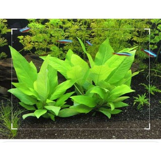 Cây Đại Liễu - chậu cây thủy sinh dễ trồng không cần co2  trang trí bể cá