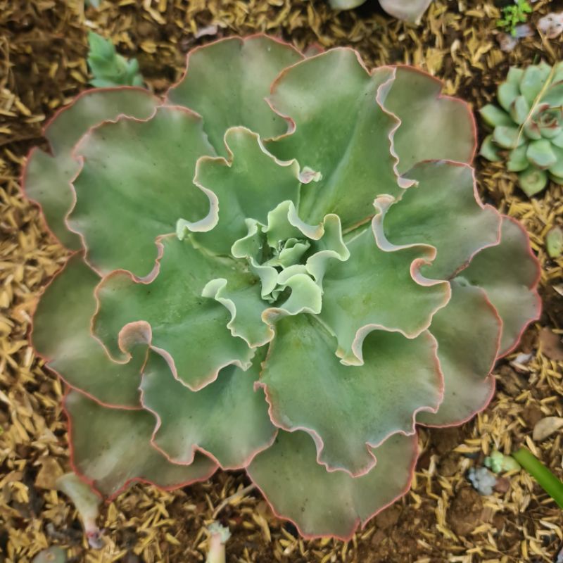 sen đá bắp cải xoăn size 20-25cm