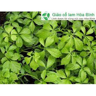 Giảo Cổ Lam 500g