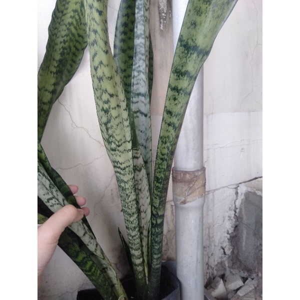 Lưỡi hổ gân xanh nhánh 5-6 lá cao 45-50cm