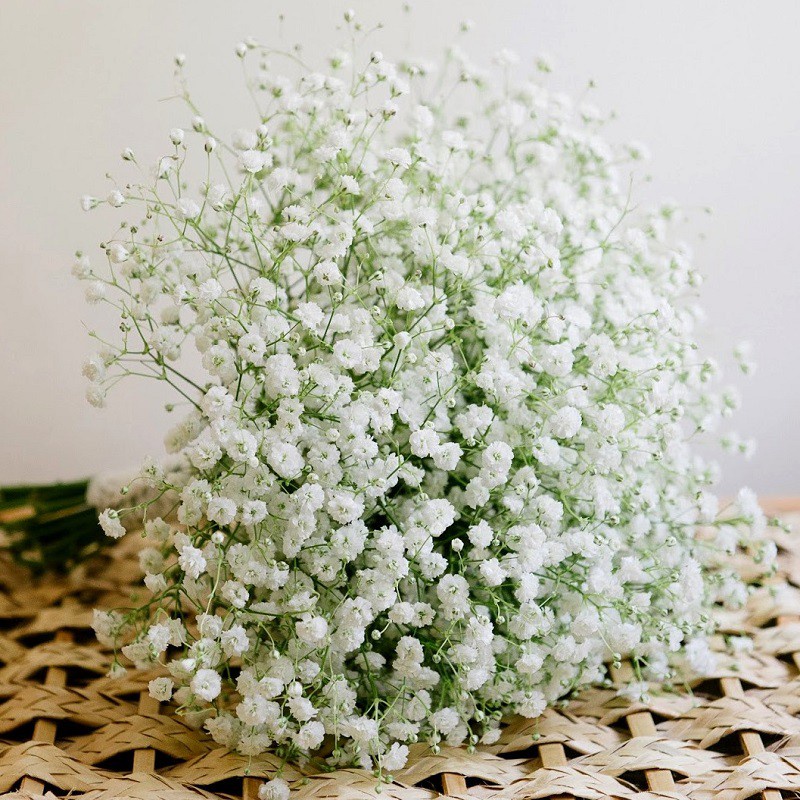 Hạt giống hoa baby breath trắng GÓI 100 HẠT - rau củ quả trồng chậu, sân vườn ban công nảy mầm cao