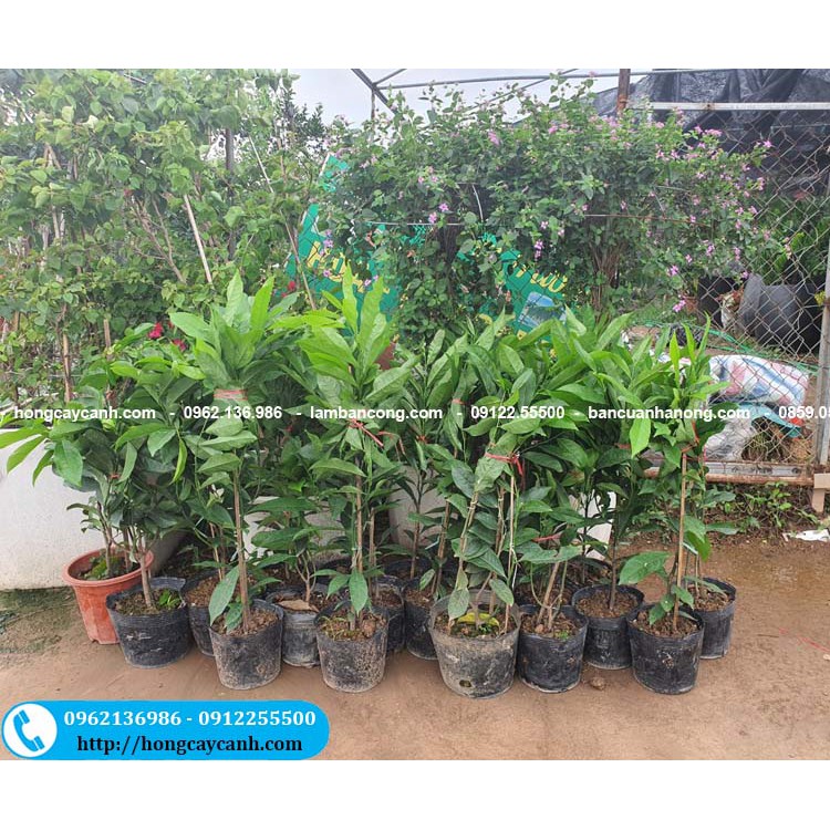 Cây Hoa Móng Rồng II Cây Hoa Móng Rồng Leo Giàn
