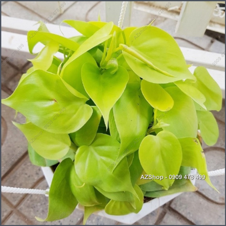 Trầu Bà Thái Vàng Lá Tim - Golden Lime Philodenron - Màu Sắc và Form Lá Nổi Bật