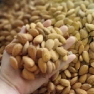 Cobo điều hạnh nhân