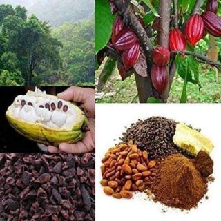 Bột ca cao nguyên chất