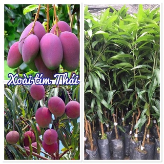 Cây giống xoài ngọc vân