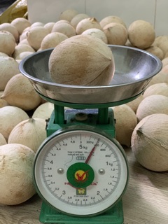 Dừa Xiêm Trọc Bến Tre
