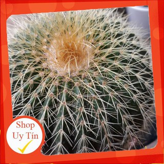 Xương rồng bóng đơn lớn🍏 |FREESHIP| 🔥 XỨ NÓNG, ĐÃ THUẦN KHÍ HẬU, KHOẺ ĐẸP 🍏 LỖI 1 ĐỔI 1