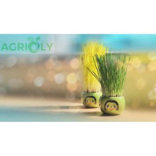 Bộ Cỏ Lúa Mì Tự Trồng Grass Kit Hình Sư Tử