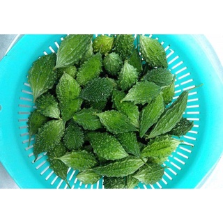 HẠT GIỐNG KHỔ QUA RỪNG
