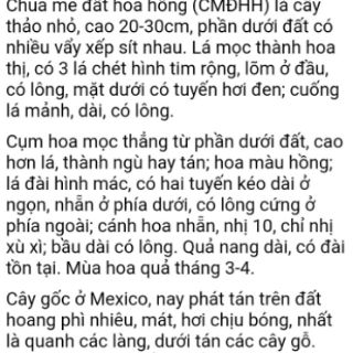2 củ me chua hoa hồng