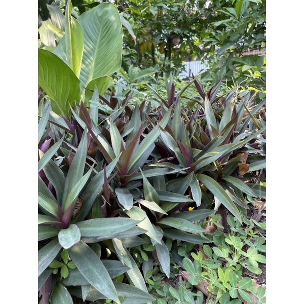 Cây lẻ bạn/dứa tím/sò huyết set 2 cây