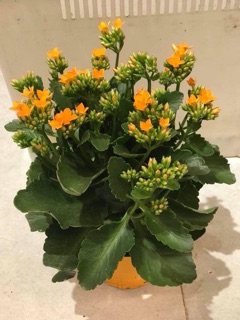 Cây sống đời đơn