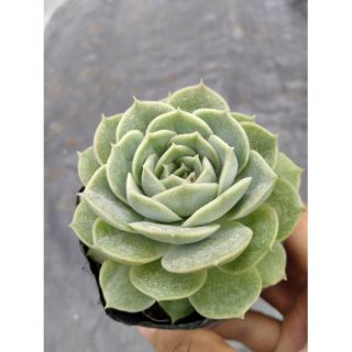 Sen đá ngọc bích mini