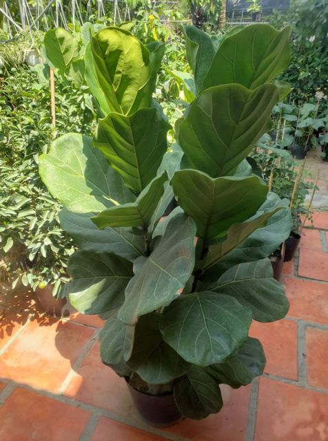 Cây Bàng Singapore  2 ngọn