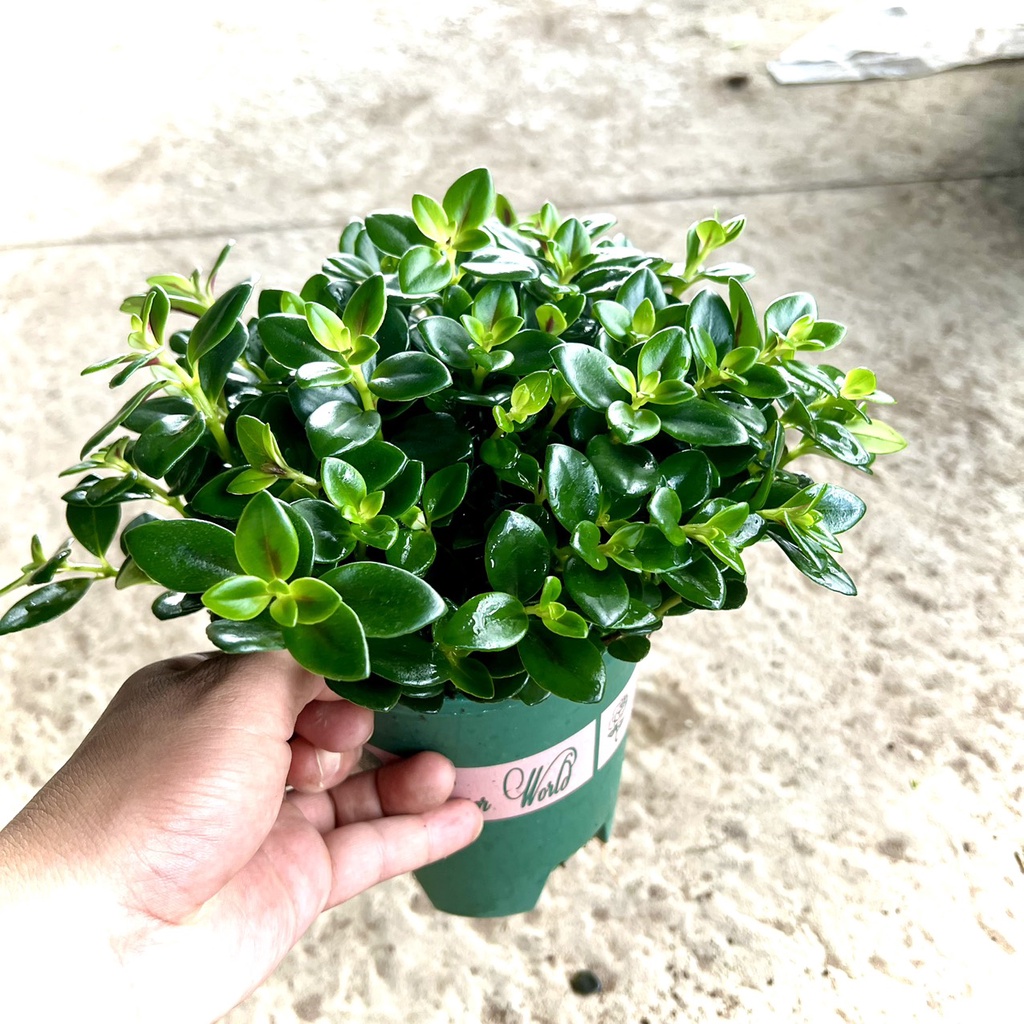Cây cá vàng (Ảnh thật)