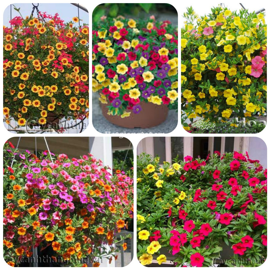 [GIÁ GỐC] Hạt Giống Hoa Triệu Chuông Nhiều Màu ( Hoa Ban Công Đẹp) - 50 hạt