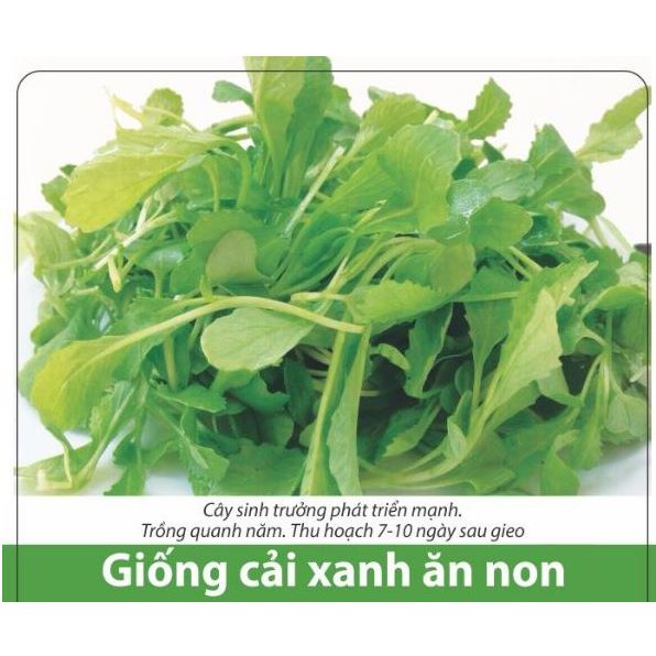 HẠT GIỐNG CẢI BẸ XANH ĂN NON 20GR