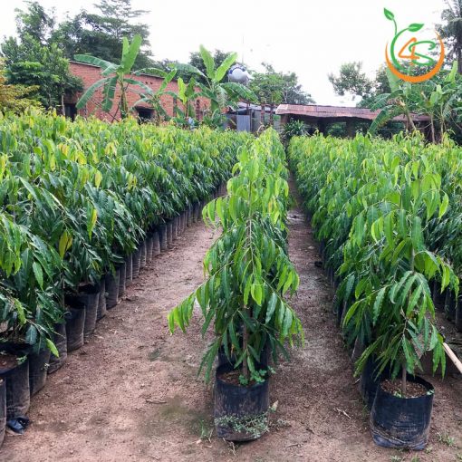 Cây giống Hoàng Nam