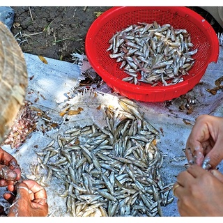 TAY LƯỚI BẮT CÁ LÒNG TONG