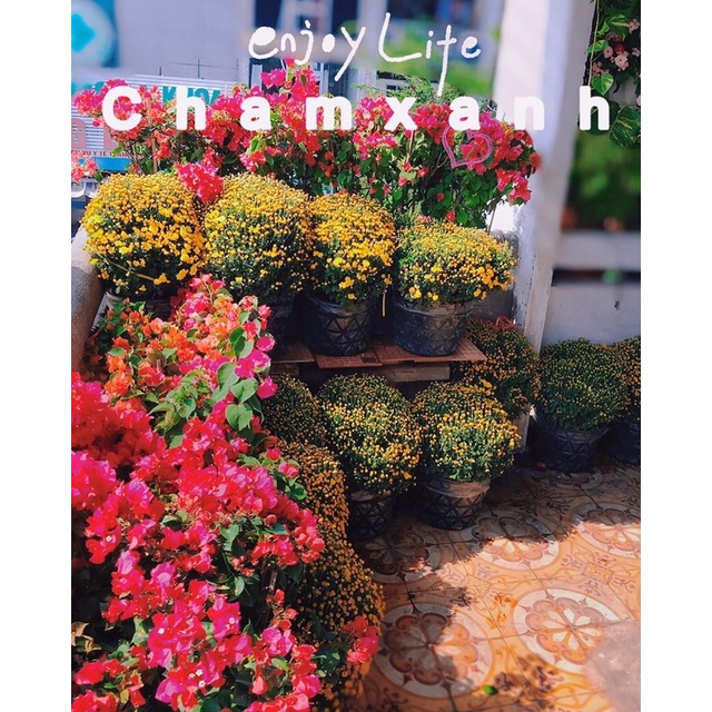 Hoa giấy nhiều màu cao 90cm cây thật