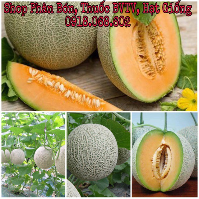 Hạt giống Dưa Lưới F1 Melon. Sinh trưởng tốt, trái to, ruột màu cam vị rất ngon. nhập khẩu-  chuyên dụng.