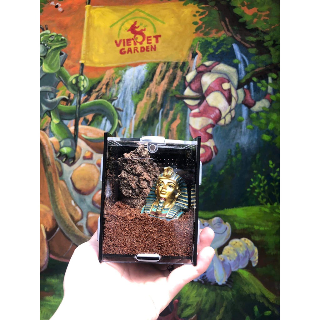 Tank Mica cho nhện - Hộp mica nuôi côn trùng nhện, bọ cạp cảnh - Vietpetgarden