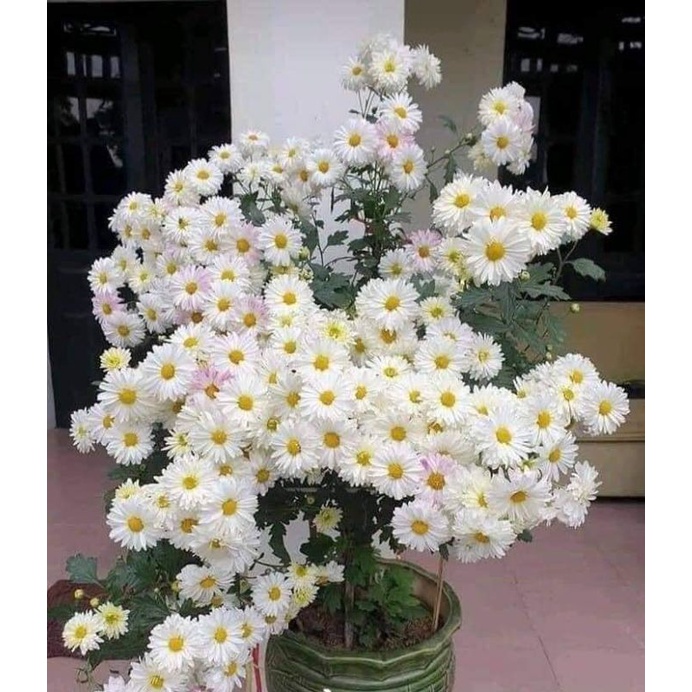 Cúc đổi màu. Cây trồng lâu năm ạ.