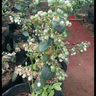 Cây việt quất chậu