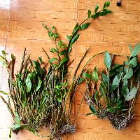 Combo kiều tím + hoàng thảo xoắn