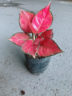 Vạn Lộc Đỏ