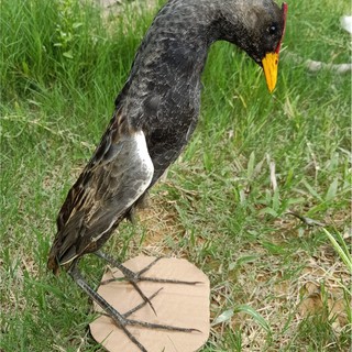 GÀ ĐỒNG - MỒI GIẢ