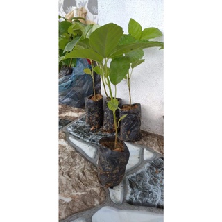 Cây Giống Chuẩn Cây Vả Mật