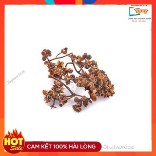 COMBO 5 hạt dổi+50 Gram Hạt mắc khén