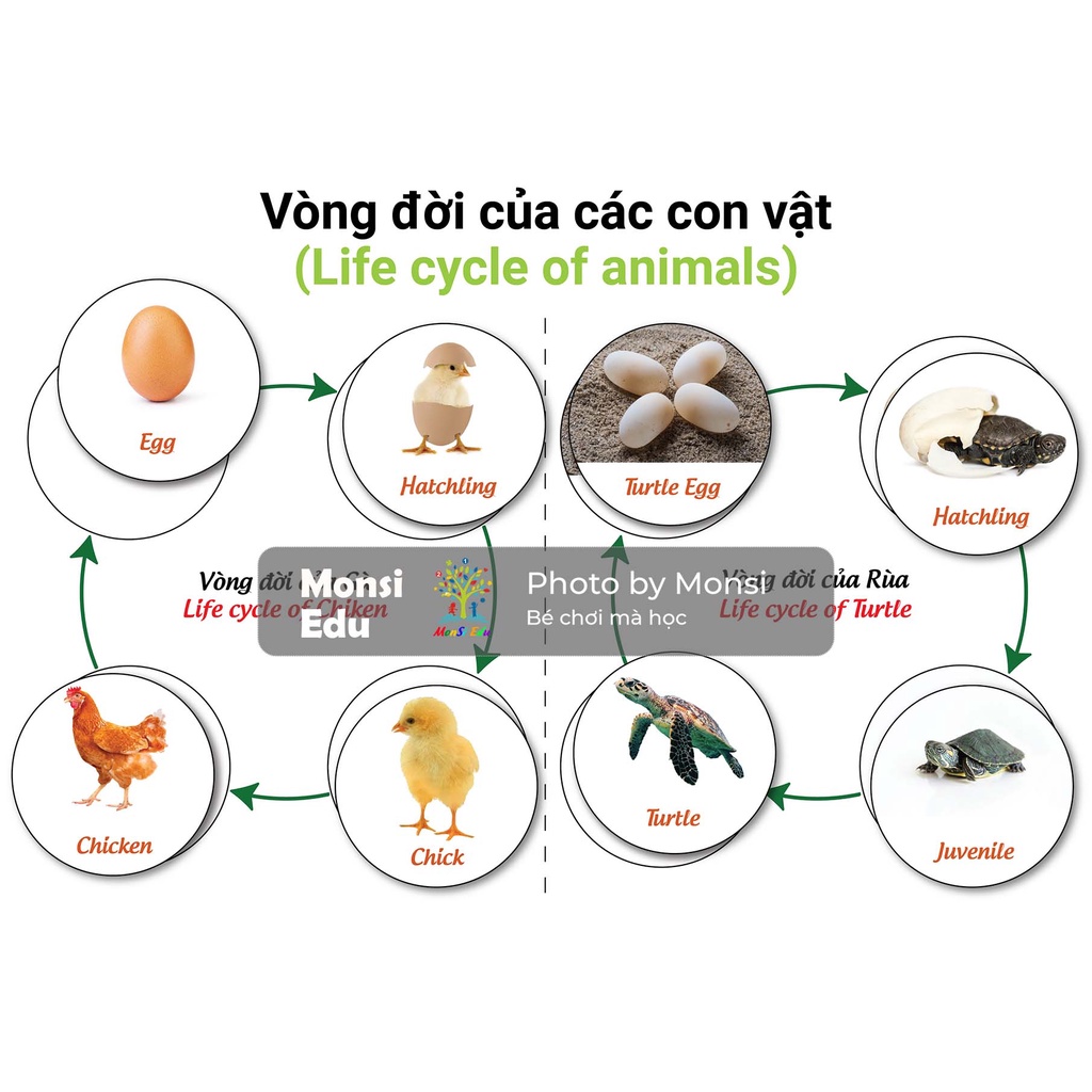 Montessori- Bộ động vật học F14 - Học liệu dính dán - Matching Book [Monsi Edu]