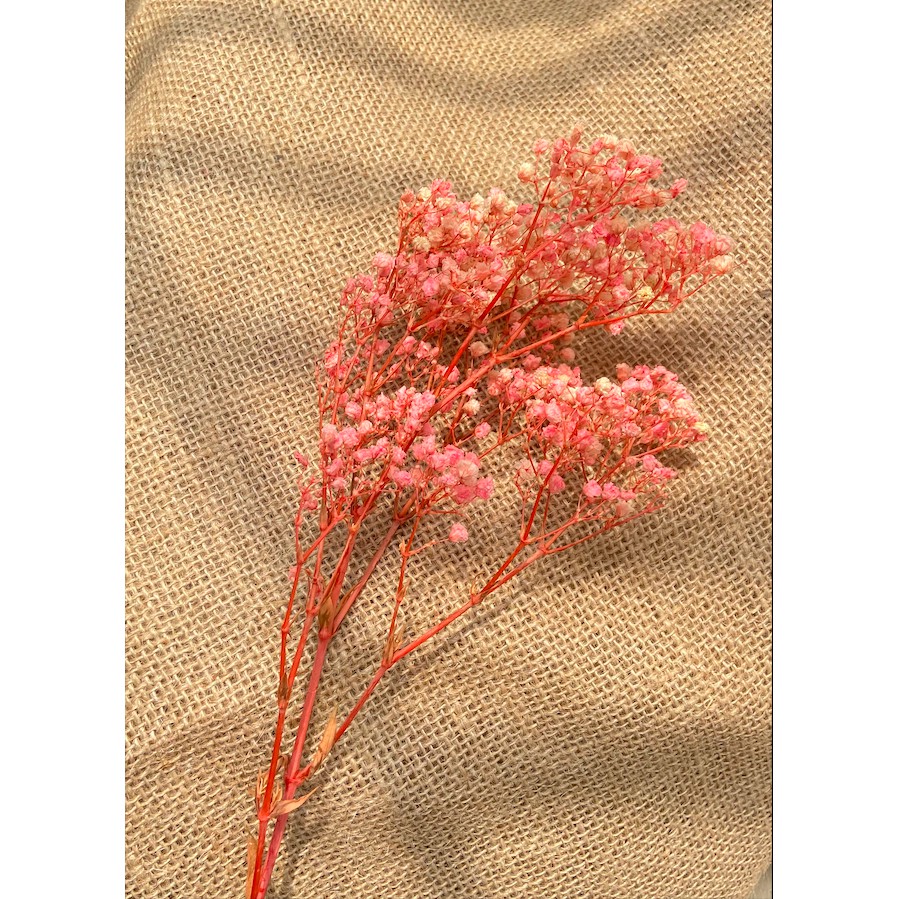 Hoa Baby Khô Trang Trí - Gypsophila