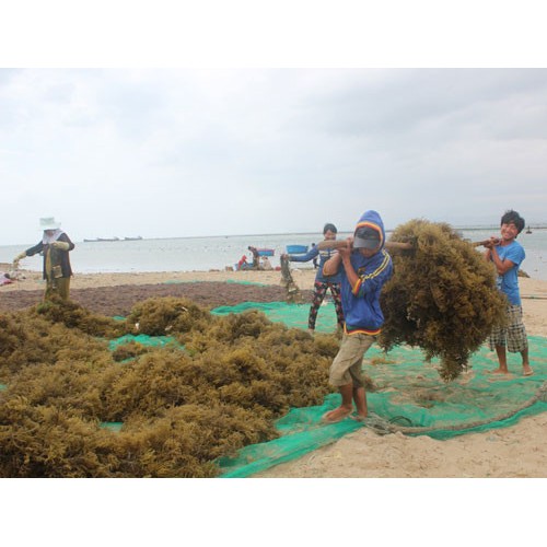 1kg Rong sụn khô _ Rong nấu chè _ Rau câu Đà Nẵng