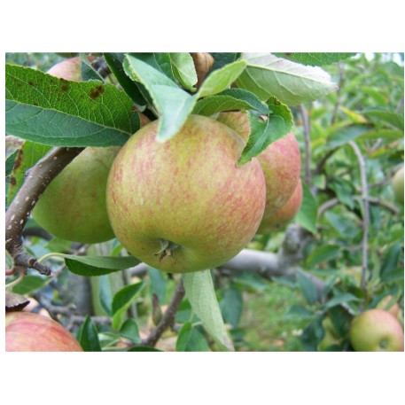Cây giống táo đỏ, táo tây, cây bôm - Pomme-UtNho