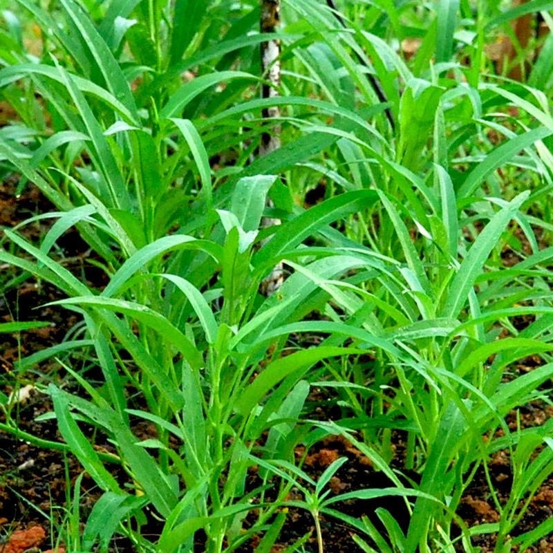 Hạt Giống trồng rau tại nhà: Rau Muống, Cải Ngọt, Cải Thìa, Bẹ xanh, Xà lách