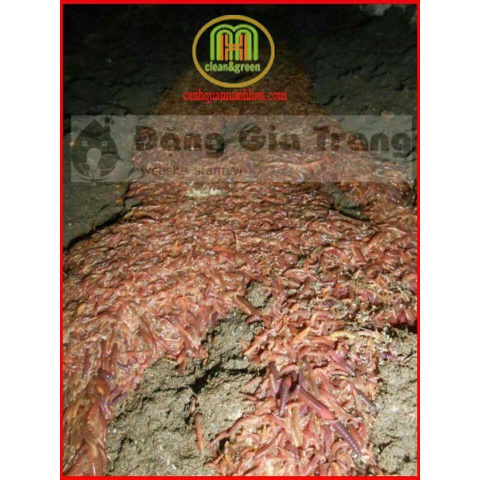 2kg phân trùn quế S-FARM trồng rau sạch cho nhà phố