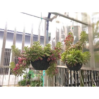 xương rồng euphoria var đỏ