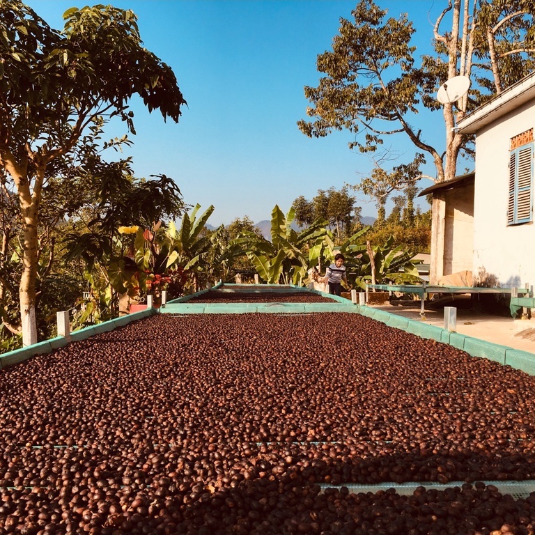 Cà phê lên men trái chín FINE ROBUSTA hương vị trái cây thơm ngon tròn vị, dùng pha phin, máy và ủ lạnh | Ritachi Coffee | BigBuy360 - bigbuy360.vn