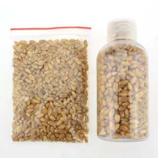 Cỏ mèo-cỏ lúa mạch- quần áo phụ kiện thú cưng