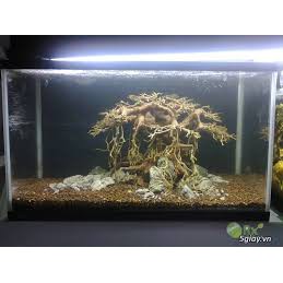 Lũa xương chùm để setup tán cây cho hồ thuỷ sinh 100g