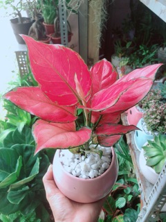 Chậu Vạn Lộc Hồng