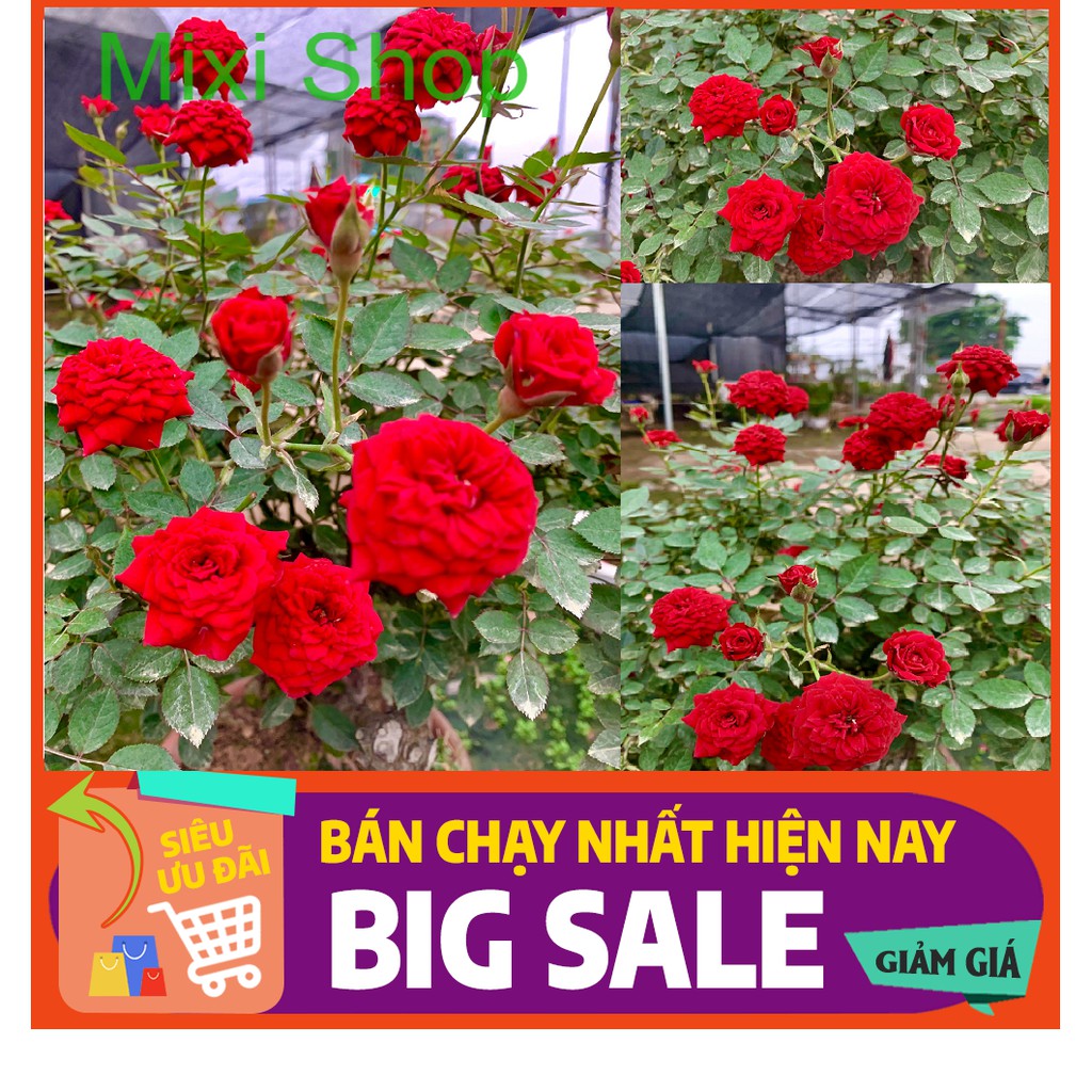 Cây Hoa Hồng Cổ Phù hợp để trong vườn, sân, nhà ở...( Ảnh Thực Tế)